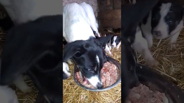 Родила на улице. Спасены все. смотреть онлайн