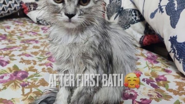 How do persian cats grow? || 0-7 Months journey|| Persian kitten growth to adult cat!