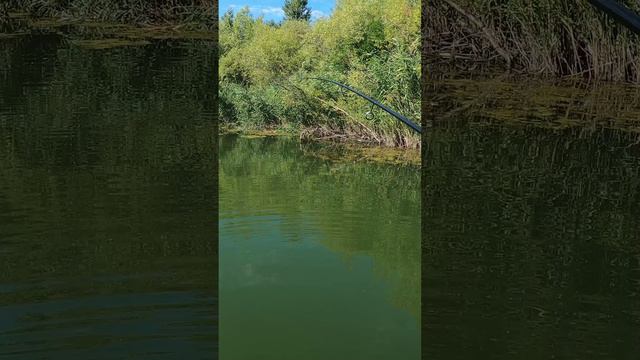 Антитрофей на рыбалке!!! #Shorts смотреть онлайн