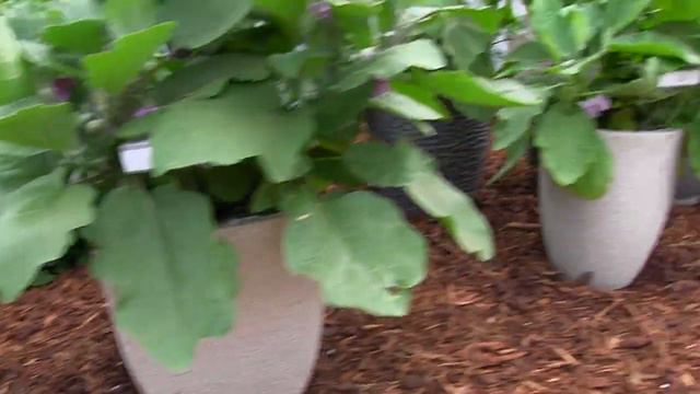 2013 Spring Trials: Plug Connection смотреть онлайн