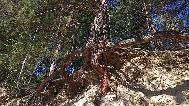 Забавное! !КОРНЕВАЯ СИСТЕМА СОСНЫ -так начинает Развиваться ,Когда Обрыв Разрушается МЕДЛЕННО! ! ! смотреть онлайн