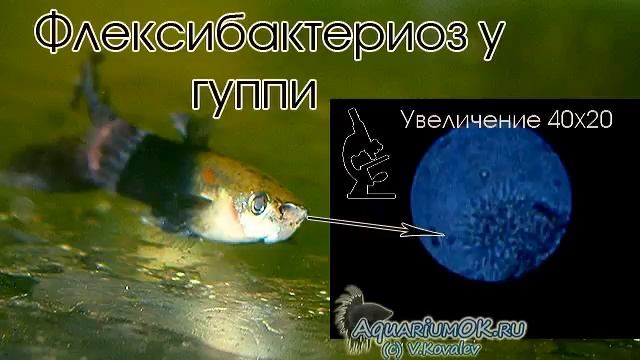 Флексибактериоз, или колумнариоз (Myxobacterial Disease, Saddleback, Fin Rot, Cotton Wool Disease)