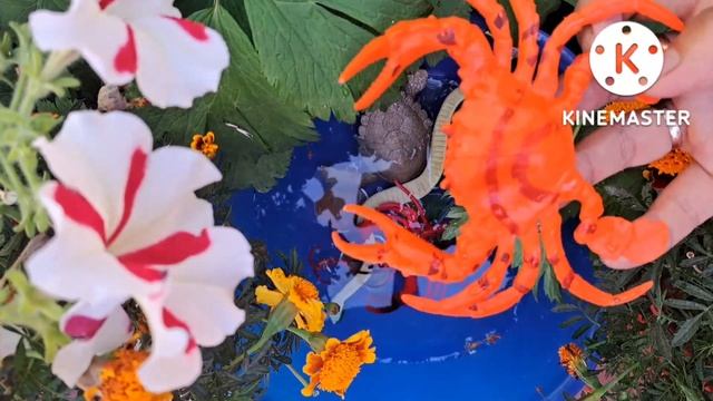 Учим морских животных на английском языке/ акула/ касатка/ краб/ рак/ тюлень/ морж/ змея/ черепаха смотреть онлайн