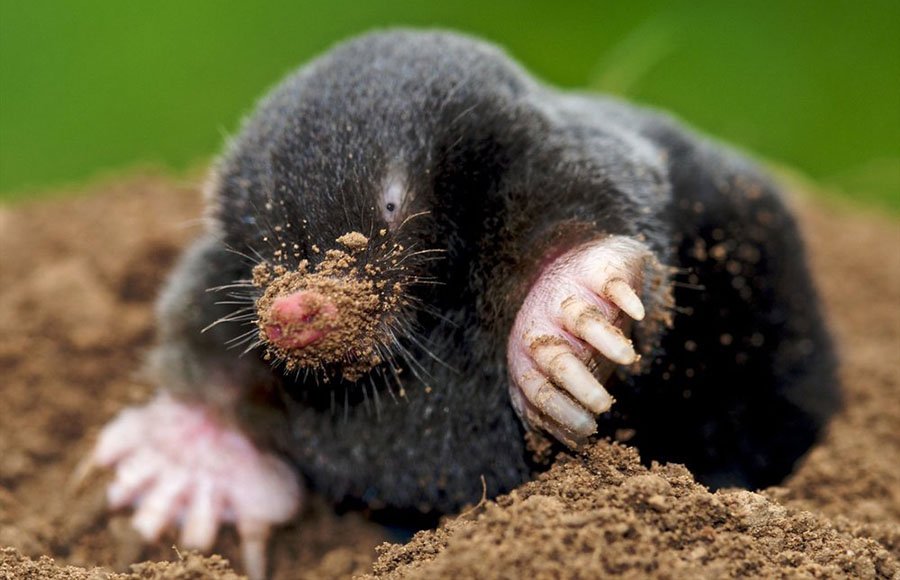 кротик смотреть онлайн