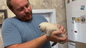 Установка кондиционера от начала до конца. Как продуть кондиционер. Нужен ли вакууматор?