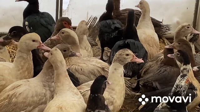 А теперь поговорим про уток/Рабочие семьи тяжеловесов/Окрасы нас порадуют смотреть онлайн