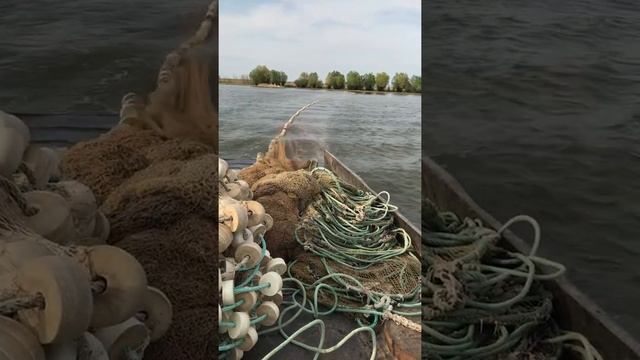 Рыбалка в Астрахани, как выпускается невод (замёт) смотреть онлайн