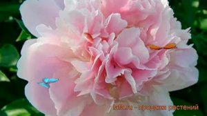 Пион травянистый Катерина Фонтейн (paeonia) 🌿 обзор: как сажать, рассада пиона Катерина Фонтейн