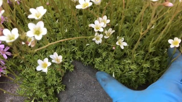 ??Буйство красок в моём ЦВЕТНИКЕ?? ✂️стригу Арабис, Эрику и Барбарисы ?укореняю черенки?? смотреть онлайн