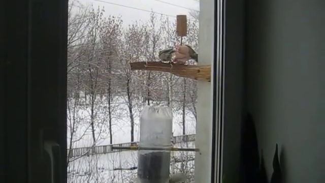 Синички на кормушке клюют семечки и сало смотреть онлайн