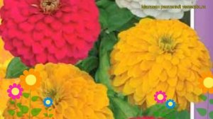 Цинния изящная Смесь окрасок. Краткий обзор, описание характеристик zinnia elegans Smes' okrasok