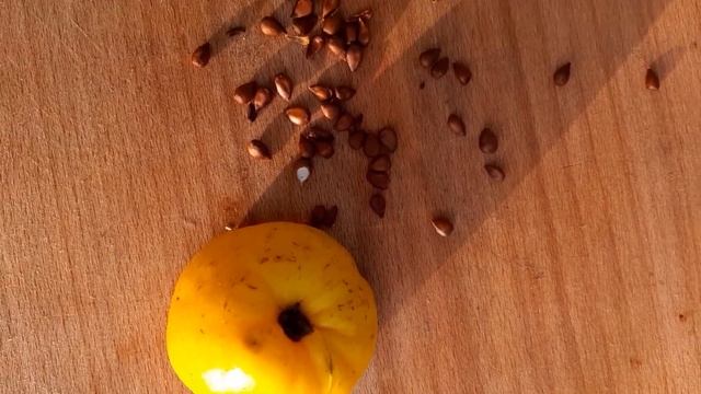 ХЕНОМЕЛЕС ?/Айва японская/ Chaenomeles japonica.? смотреть онлайн