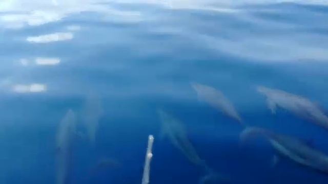 Рыбалка на Занзибаре, встретили дельфинов. смотреть онлайн