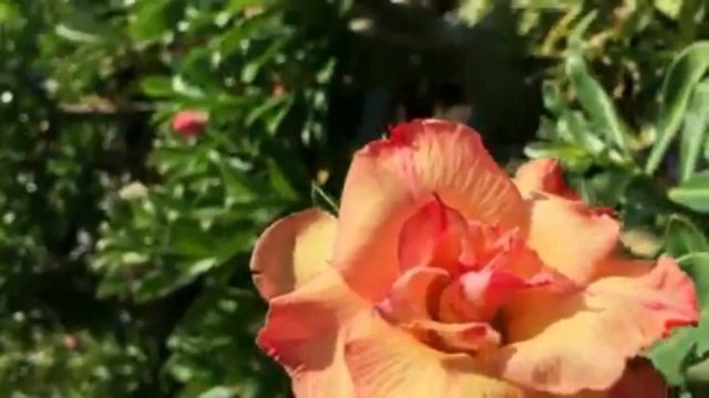 Best 15 Desert Rose Varieties 🌸🌼 / Adenium Flowers смотреть онлайн