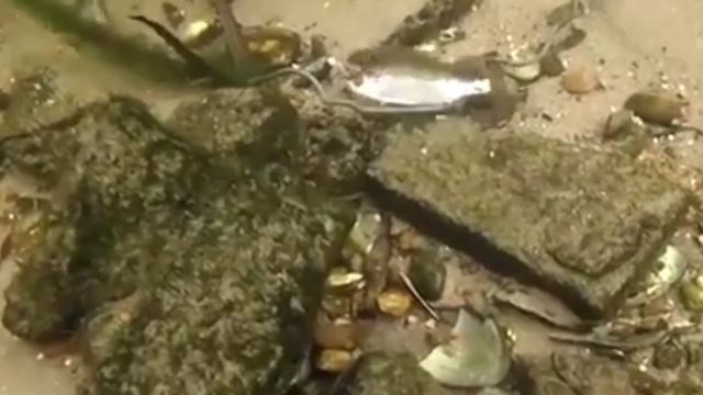 Атака щуки окуня на живца.Рибалка осенью на хищную рыбу.