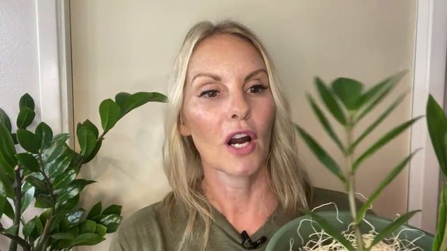 ZZ Plant Care Zamioculcas zamiifolia Guide Zanzibar Gem | MOODY BLOOMS смотреть онлайн
