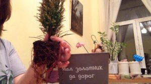 SOS!!! Спасаем кипарисовик + Лайфха́к от меня!!!