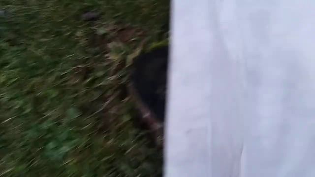 Как укрыть виноградную лозу? Сухое укрытие виноградной лозы. смотреть онлайн