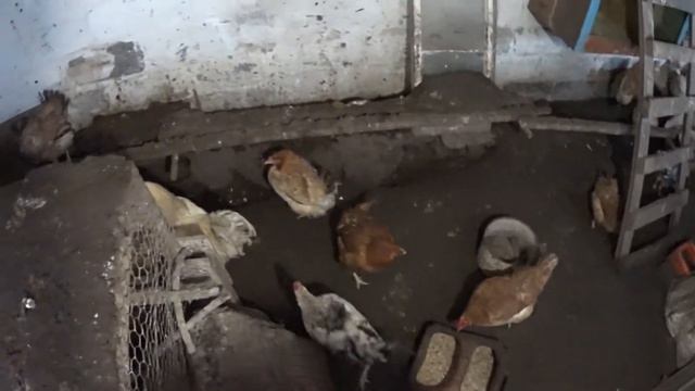 От снятия до посадки квочки, "Лютики" смотреть онлайн