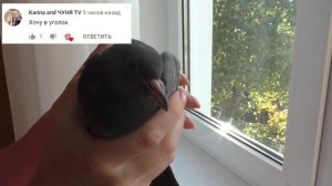 НОВЫЙ ПИТОМЕЦ / СПАСЕНИЕ / КТО ПАПА ХОМЯЧАТ? / КАК РОСТУТ ХОМКИ? / Alisa Easy Pets