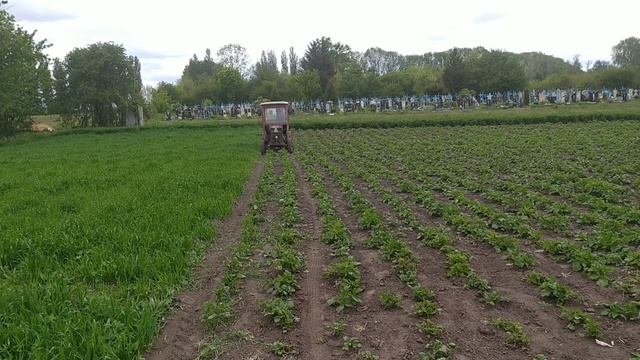 Саморобний плуг до міні трактора підгортаємо картоплю смотреть онлайн