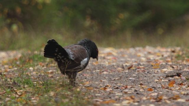 Редкие кадры Глухаря в Кировской области.4K Video.
