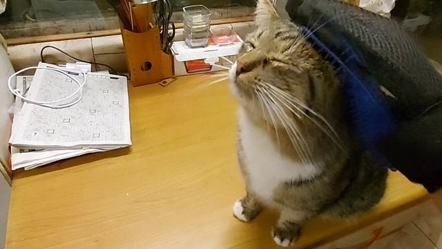 У котов почесательный день. Кузя просится гулять. Маленькие пушистики кот Чувачок и котик Кузя смотреть онлайн