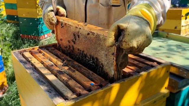 Что такое Wild honey смотреть онлайн