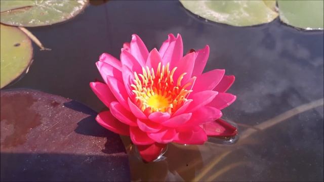 Нимфея Pink Plum (Розовая Слива ) кувшинка, waterlily, водные растения, пруд смотреть онлайн