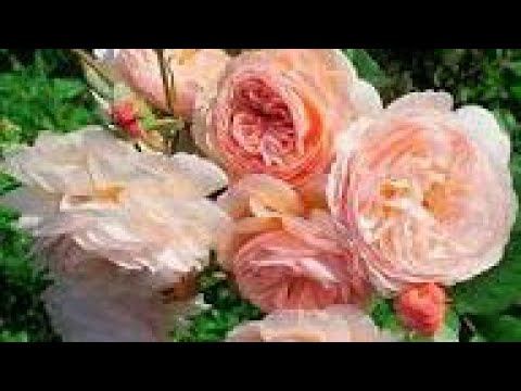 Черенкую розы смотреть онлайн