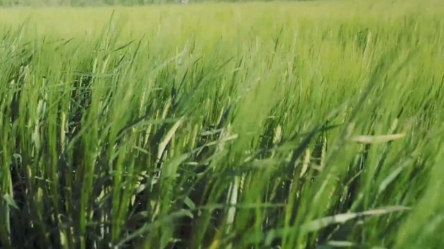 Инсектофунгицидный протравитель Селест® Макс смотреть онлайн