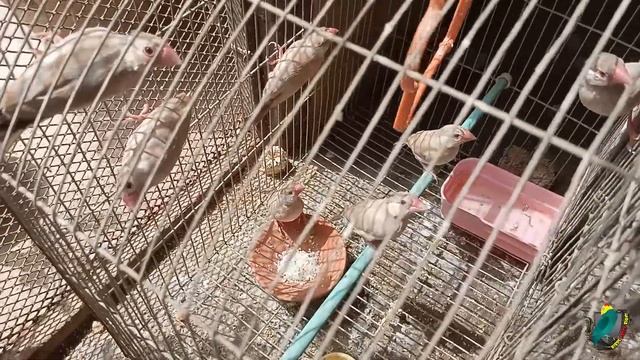 VIP Setup Visit Java, Finch, Dove, Albino Part 1 || Urdu पक्षी बाजार #birdswala смотреть онлайн