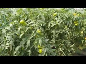 КАКИЕ У НАС РАСТУТ ПОМИДОРЫ. гибрид махитос