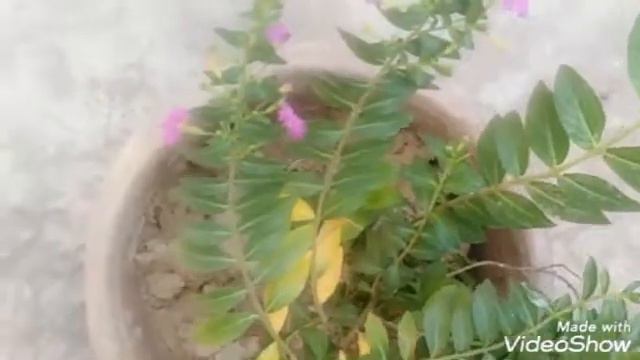 ||VINCA VINE ||CARE LIFE|| WITH MEHWISH & || смотреть онлайн