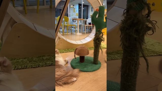 Кошачье кафе☺️✨ смотреть онлайн