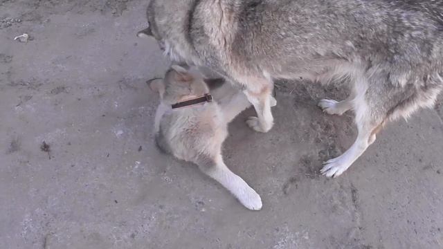 #huskiesterra, #husky, #хаски Одели на щенка впервые ошейник