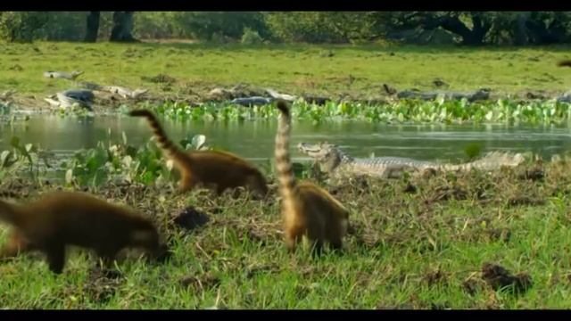 Predatori iz vazduha-lov ptica grabljivica смотреть онлайн