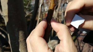 Прививка Груши на яблоню, или как создать Дерево-Сад.