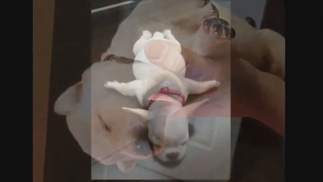 Во набегались спящие щенки смотреть онлайн