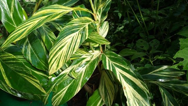 Alpinia Zerumbet variegata /shell ginger plant смотреть онлайн