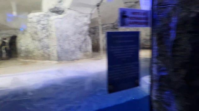 Сочи Адлер сегодня 2021 сентябрь.🐧🌊Пингвинарий- Парк Ривьера смотреть онлайн