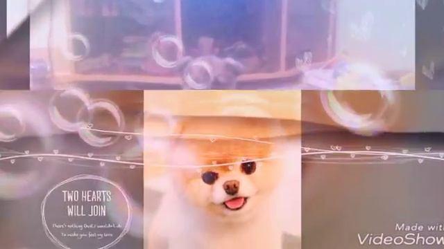 Самые милые собачки в мире там ещё есть моя собачка на одеяле и на даче?? смотреть онлайн