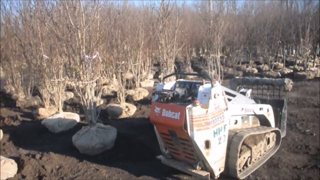 A Small tree or shrub Magnolia Jane смотреть онлайн