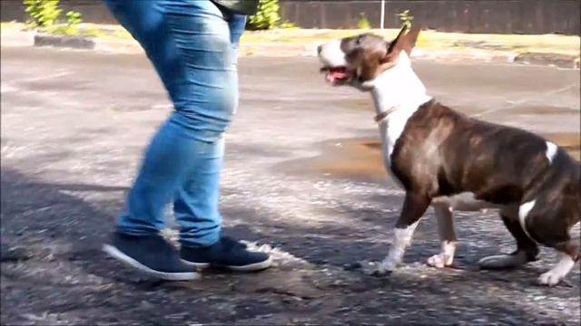 Роза смотреть онлайн