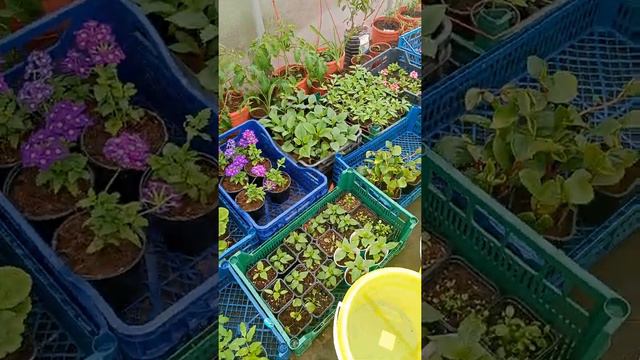 22.04.2022.Обзор второй теплицы.