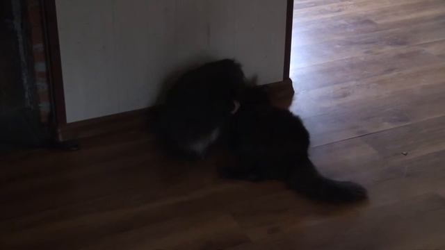 Кошка и Пекинес смотреть онлайн