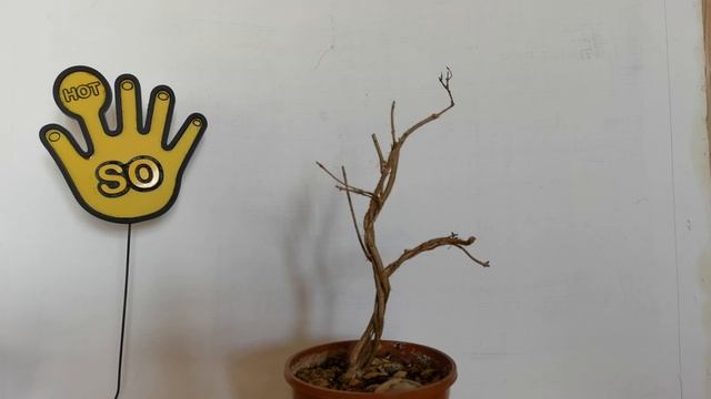 Бонсай из Граната мойоги