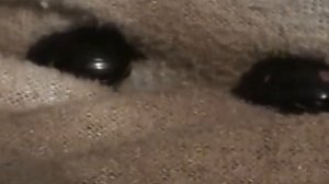 12 08 18 Лунный копр