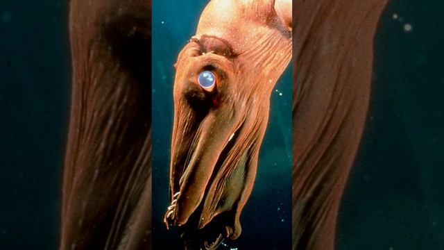 КАЛЬМАР-ВАМПИР | OCEAN смотреть онлайн