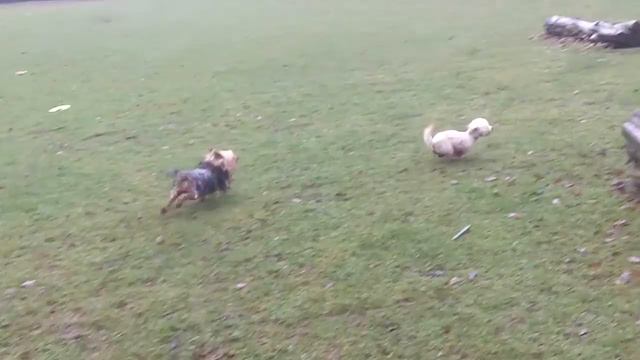 Yorkshire Terrier Bobby.